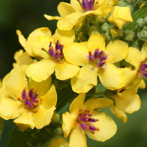 königskerze garden exotische heilkräuter pflanzensamen Verbascum-thapsus, wildblumensamen mehrjährig winterhart stauden für draußen, 150samen