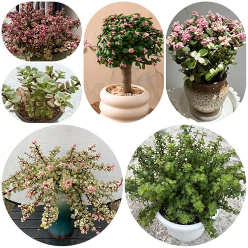 jadebaum portulacaria afra, bio winterharte balkonpflanzen garten seltene stauden mehrjährig gewächshaus balkon 40samen