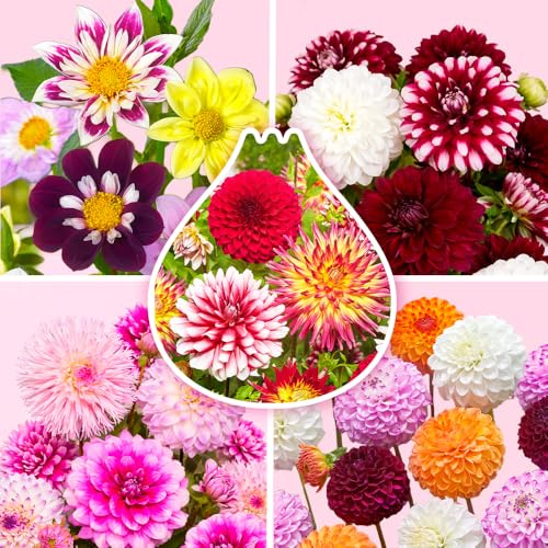 Bulbes de Dahlias 10 x 'Mix d'Eté' - The Bulb Farmers - Été - Cultivé aux Pays-Bas -Bulbes de Dahlias -Bulbes à fleurs