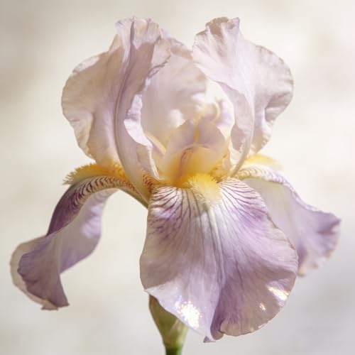 bulbi di iris, serra interna Iris rampicanti all'aperto da da giardino roccioso arredamento del soggiorno balcone con serra resistenti, adatte al 5pcs
