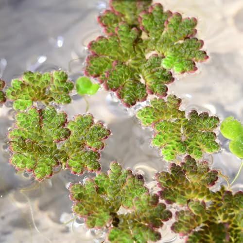WasserlinsenSamen - wasserpflanzen für aquarien seltene teichpflanzen winterharte für garten gartenarbeit deko winterhart 500pcs