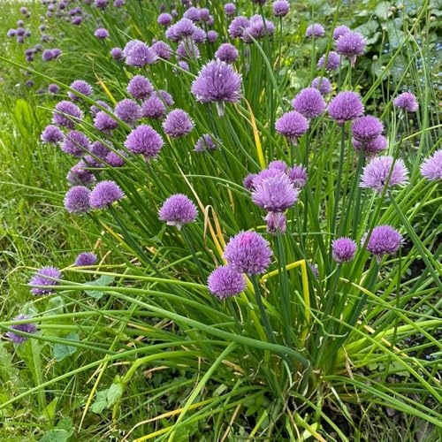 semi di cipollina perenni vecchie varietà resistenti giardino 400pcs