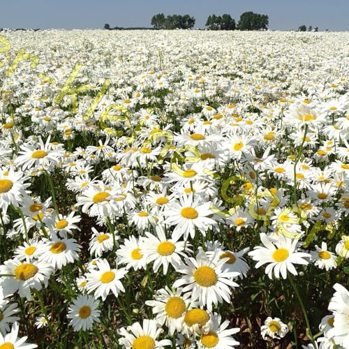 10.000 Samen Margeriten absolut winterharte Staude Beet- und Schnittblume Margerite Blütenmeer Blumensamen Margeritensamen von der-kleine-gaertner