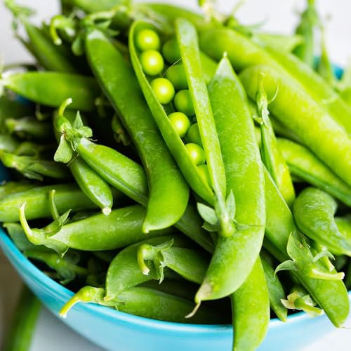 Pea Oregon Sugar Pod Seeds – Crisp, Sweet & Stringless – Easy to Grow – Fresh Tasty Beans – for Your Kitchen Garden