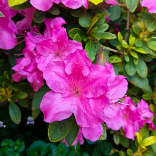 semillas resistentes de rododendro - exóticas azalea cama de balcón, jardín orgánicas, cobertura 30pcs