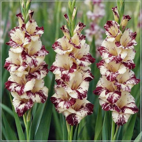 Rizoma de gladiolos perenne, Decuado para plantar al aire libre, Diseño de paisaje, Plantación de otoño-3 Rizomas-f
