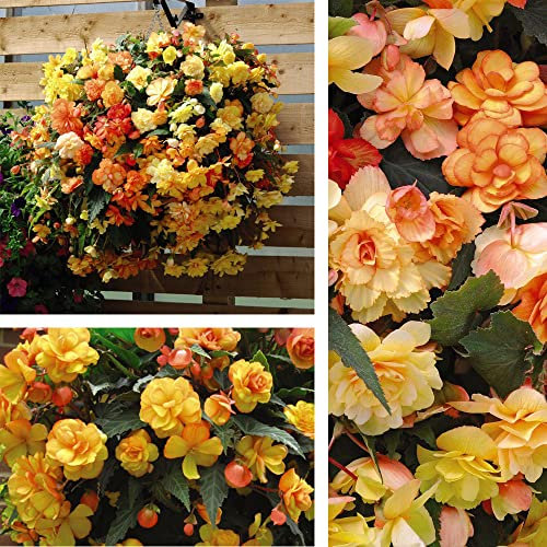 Begonia Apricot Shades Improved – Non-Stop Colour from June to October – Easy Care 12 x Garden Ready Plants by Thompson and Morgan.