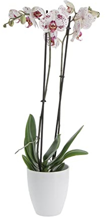 KENTIS - Phalaenopsis - Orchidea Bicolore - Pianta Vera da Interno - Piante da Appartamento - Idea Regalo Anniversario - H 60-70 cm Vaso Ø 12 cm