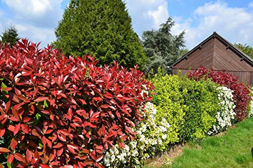 Photinia fraseri 'Red Robin' – Rote Glanzmispel 120–140 cm – Immergrüne Solitärpflanze im Topf – Sichtschutz & Ziergehölz – Frosthart & Pflegeleicht
