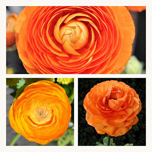 Ranunculus Orange Flower Corms/Bulbs. Hardy Colourful Flowers. Size 6/7. (10)