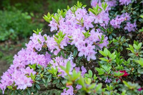 Rhododendron obtusum 'Blue Danube' 20-25 cm – Winterhart, Immergrün, Pflegeleicht – Azalee – Zierstrauch für Kübel & Beet