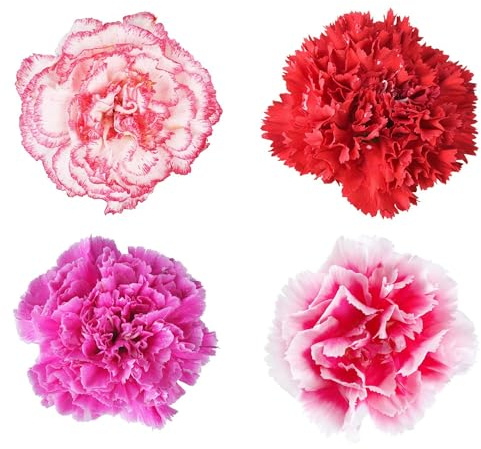 Lillipot Mix Carnation ~50 Seeds – Treated – Dianthus caryophyllus – Dwarf 9-12 Plants with 2 Bi-Color Blooms – Indoor/Outdoor – Annual/Perennial Zones 9-10 – ~154-175 Days to Bloom