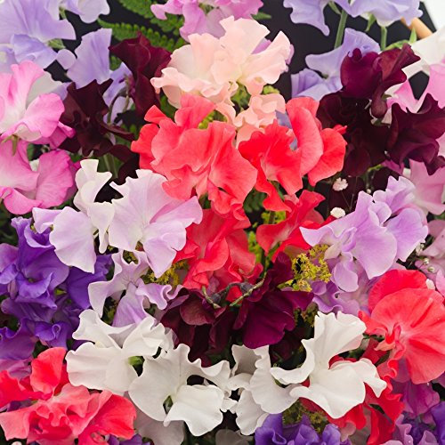 Pois de senteur Mélange de graines - Gesse odorante