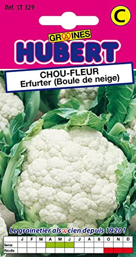 Graines de Chou-fleur Erfurter - Boule de Neige - 1 gramme