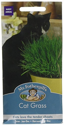 Mr Fothergill's CAT Grass Avena Sativa
