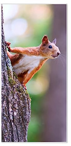 banjado® Magnettafel 37 x 78cm / Magnetwand aus Metall/Magnetpinnwand als Memoboard/Pinnwand Magnettafel Küche, Büro, Kinderzimmer inkl. 4 Magnete & Montageset - Motiv Eichhörnchen