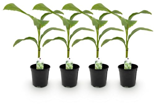 GreenboutiQ - Obstpflanze - Bananenpflanze - Musa Basjoo - Winterhart - 4 Pflanzen - Topf 17cm Höhe 40cm