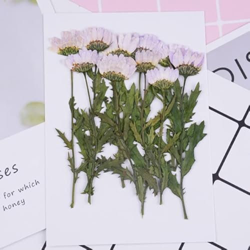 Kristall-Chrysantheme, getrocknete Blume, Prägung, gepresste Blume, Tropf, Telefonhülle, Applikation, Malerei, Blumenmaterial, Heimdekoration, 1 Beutel