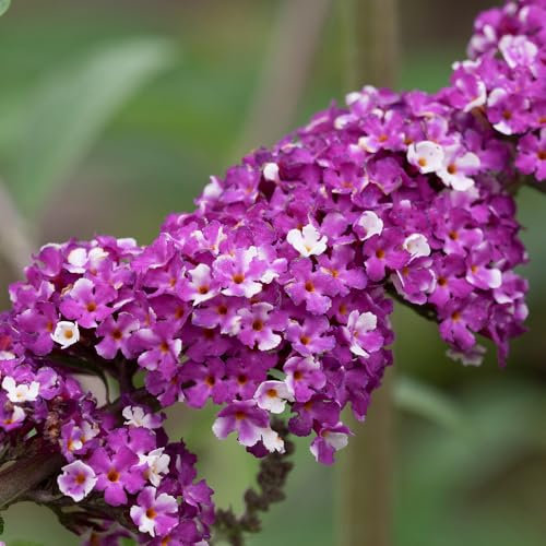 You Garden - 3 x Buddleia Butterfly Bush 'Berries & Cream' Florets in 9cm Pots - Butterfly and Bee Magnet - Supplied as Ready to Plant Established Plant Perfect for Back Borders and Plant Pots