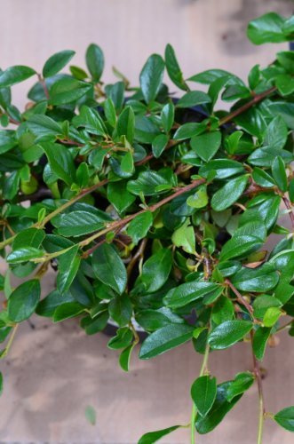 Teppichmispel Cotoneaster dammeri radicans 20-30 cm 1 VE = 20 Pflanzen | Immergrün, winterhart & robust – pflegeleicht und bodendeckend, ideal für Flächen, Böschungen & Beete
