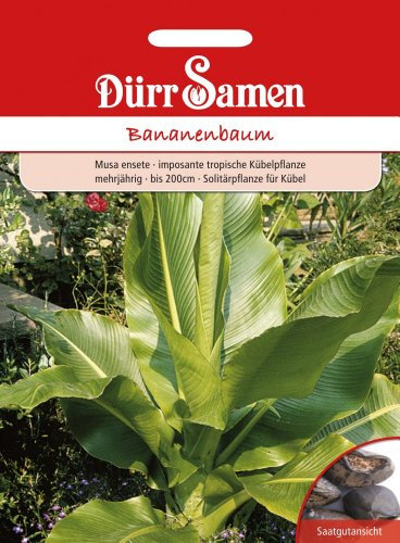 Dürr-Samen - Bananenbaum mehrjährig bis 200 cm Saatgut