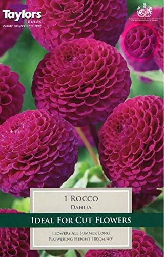 TAYLORS Bulbs Dahlia Rocco 1x Tuber
