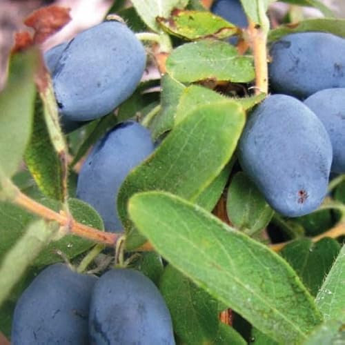 Baie du Kamtchatka Wojtek 1L - Plante de Jardin, Arbres fruitiers - la Décoration Parfaite pour Votre Propriété - Pour les Débutants et les Jardiniers Professionnels