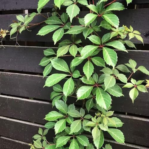 500 pezzi semi di scalatrice resistenti balcone di Parthenocissus tricuspidata resistenti giardino perenni giardino
