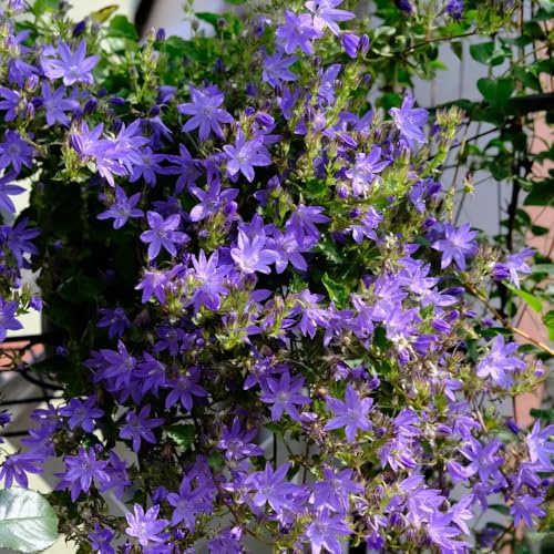 Semi di campanula, semi biologici Campanula media, da balcone resistenti resistenti per il giardino resistenti, 400pcs