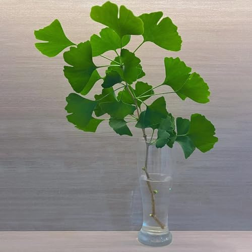 ginko - stanza all'ombra decorazioni autunnali per il soggiorno interno d'appartamento purificatrici d'aria sempreverdi 10semi