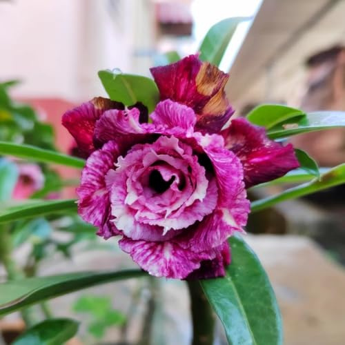 Bulbi di rose del deserto resistenti, Bulbi di rose del deserto per Principianti - Facili da Coltivare, Decorazione per Giardino e Casa-5Bulbi-C