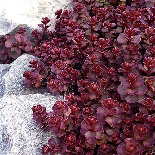 Sedum voodoo seeds,Perennial ,50 Seeds - Groundcover / Rock Garden,Stonecrop