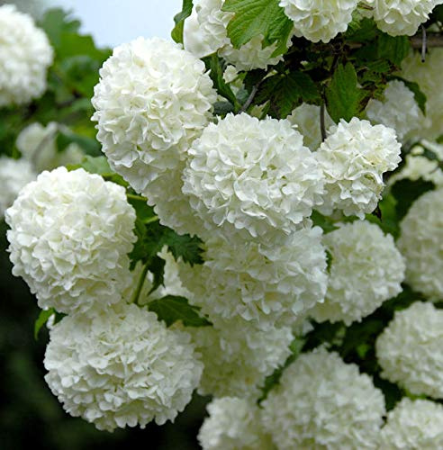 Echter Schneeball 30-40cm - Viburnum opulus Roseum - lebende Gartenpflanze aus den Baumschulen