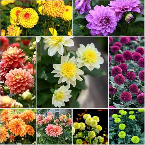 semi di dalia resistenti - giardino di semi prato perenne resistenti, giardino,dalia 40pcs