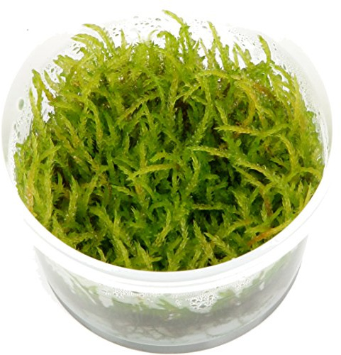 Tropica Vesicularia ferriei Weeping Moss 1-2-Grow Tissue Culture In Vitro Live Aquarium Plant Shrimp Safe & Snail Free