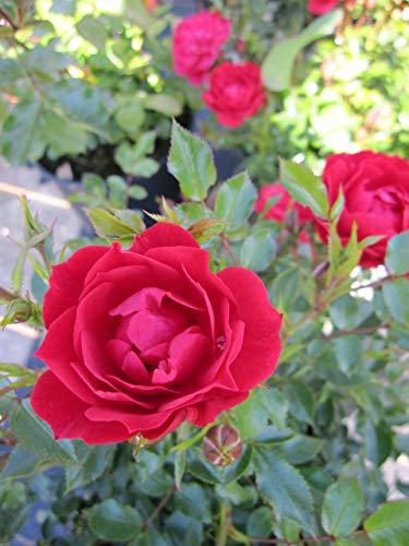 Baumschule Pflanzenvielfalt Rosa Limesglut® - Bodendecker-Rose Limesglut®