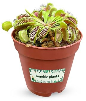 Live Venus Fly Trap Plant [Winter Thermal Packaging Included] | Indoor Carnivorous Bug Trap House Plants | Easy Care, Perfect for Indoor Gardens, 2 Nursery Pot - Dionaea muscipula