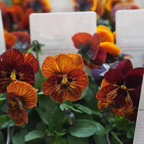 stiefmütterchen balkongewächshäuser bodendecker winterhart mehrjährig gartendeko für draußen balkonpflanzen frühling dachbegrünung mehrjährige blumensamen büropflanzen blumenwiesensaat 50samen