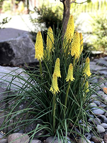 1 x Kniphofia ‘Lemon Popsicle’ (Winterhart/Staude/Dauerblüher/Bienenferundlich/Mehrjährig) Fackellilie Gelb - Zitronengelbe Blüten, die den Sommer erhellen - von Stauden Gänge