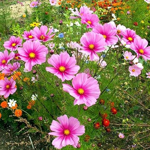 Cosmos Radiance 400 Seeds + Freebie + Plant tag Very Tall