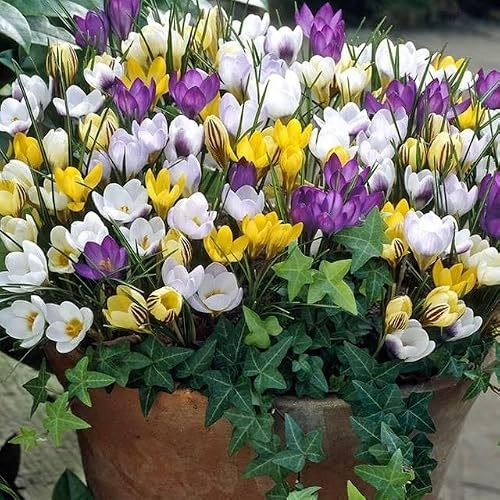 Großes Set Krokus Krokusse Mix 50 Stk. Blumenzwiebeln Zwiebeln Mix Blütenfarben weiß, gelb, violett, gestreift Winterhart Mehrjährig