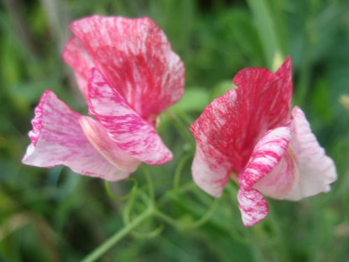 PREMIER SEEDS DIRECT - Sweet Pea Seeds - America - Heirloom (400 Seeds)