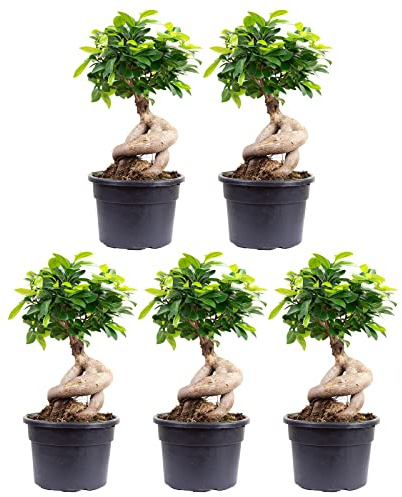 5er-Set Chinesische Feige - echte Zimmerpflanze, Ficus Ginseng - Höhe ca. 40 cm, Topf-Ø 17 cm