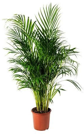 Palma Areca vera in vaso 27, altezza 160cm, palma tropicale. Purificante d'aria