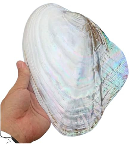 Grand coquillage naturel de la plage de la mer, Grandes coquilles de mer naturelles 18 à 20 cm Grande coquille d'huître perlière for décoration de mariage, fête à thème de plage, décorations for la ma