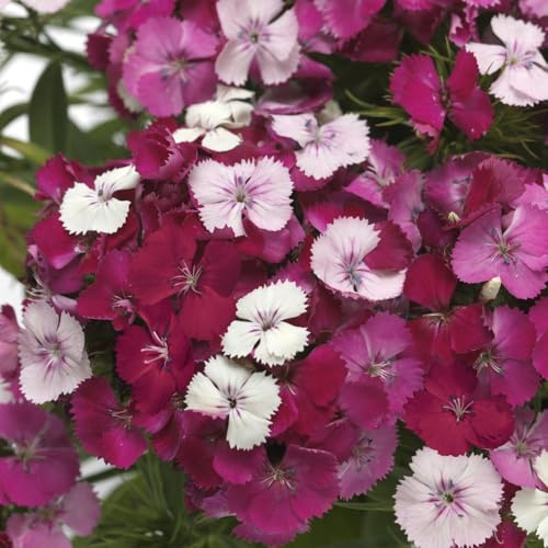 Bedwen Dianthus 'Dart Pink Magician' Plug Plant x6 – Sweet William Pink & White Hardy Fragrant Winter-Flowering Bedding Plants for Pollinators