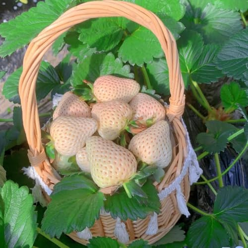 semillas de fresa perenne, semillas interior fresa, de bonsái jardin, balcón balcón 55pcs