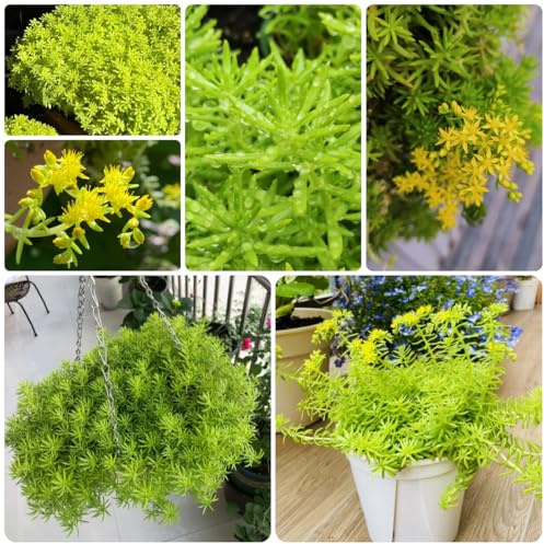 semillas lineales de sedum - jardín interior orgánicas, decoración jardín para exteriores, para camas elevadas, 1000pcs