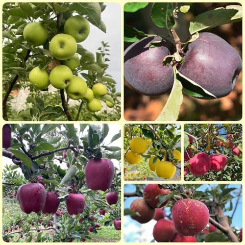 Semi di melo, Malus pumila, regali insoliti rari biologici da giardino, sementi biologiche frutto colonnare resistente semi di antiche varietà fresca 300pcs