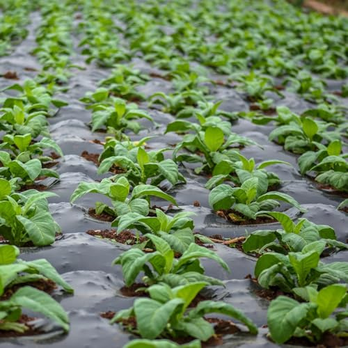 semi di tabacco di per la semi balcone, varietà antiche selvatiche, resistenti decorazione giardino balcone con 100pcs